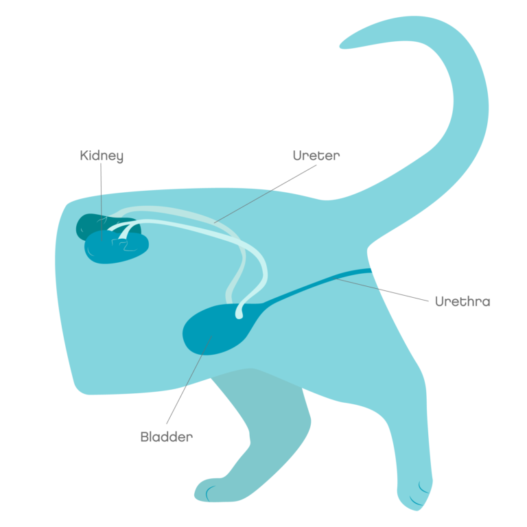 stages-of-kidney-disease