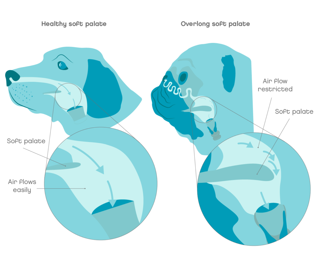 epulis in dogs symptoms causes amp treatments the vets