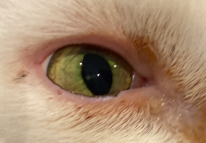 conjunctivitis-in-cats-in-cats-symptoms-treatment-joii-pet-care