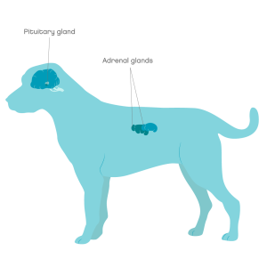 Cushing's syndrome in dogs in Dog's | Symptoms & Treatment | Joii Pet Care