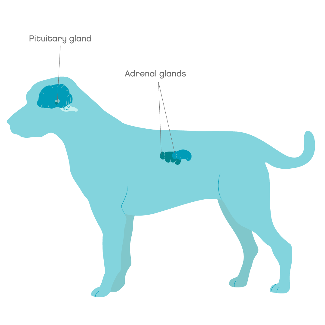 Cushing's syndrome in dogs in Dog's Symptoms & Treatment Joii Pet Care