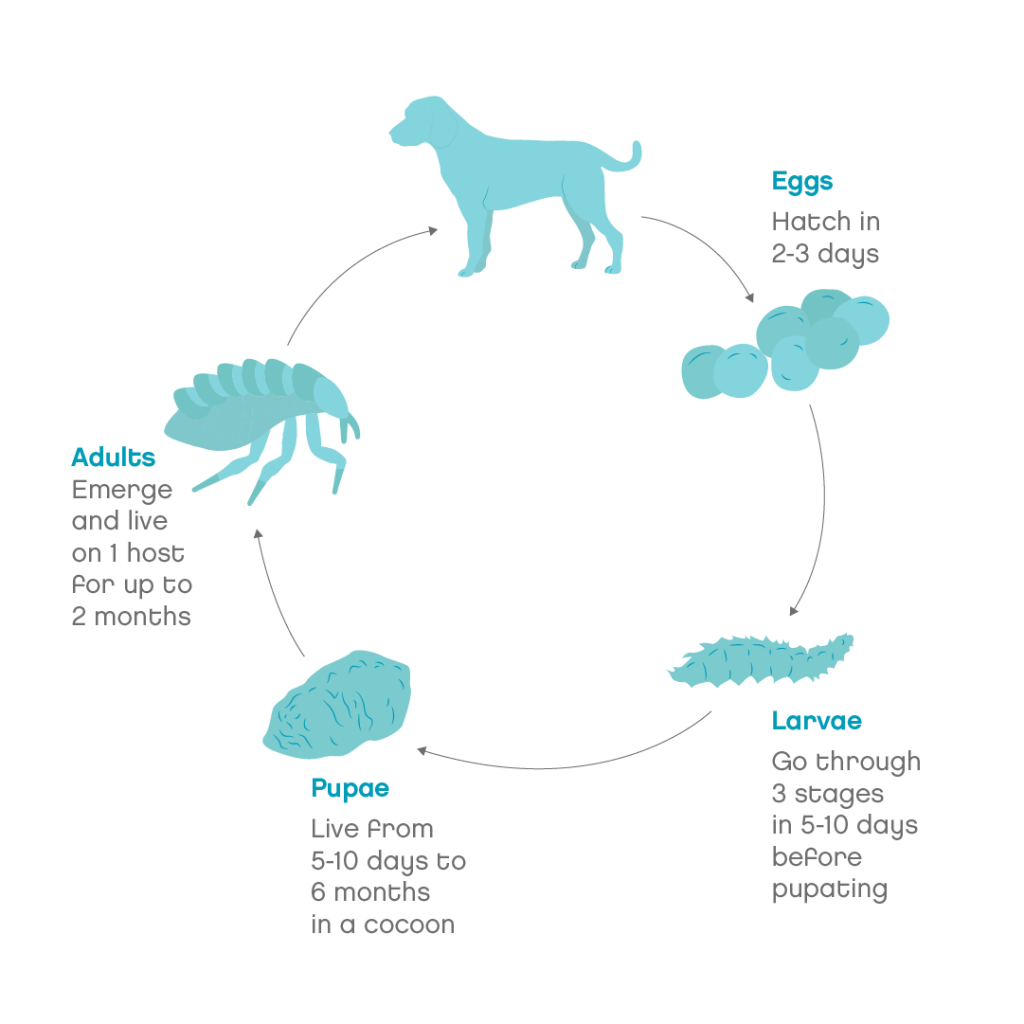 fleas-in-dogs-in-dogs-symptoms-treatment-joii-pet-care