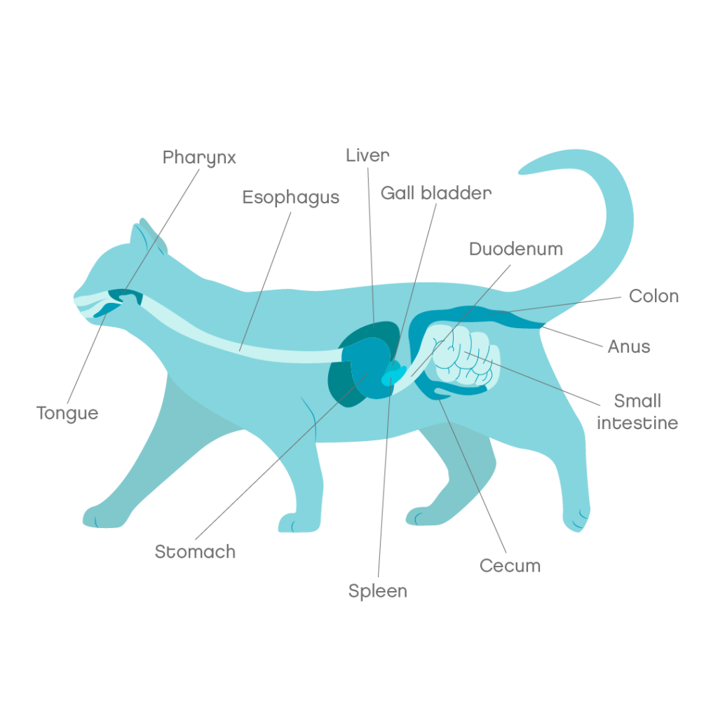 Pancreatitis in cats in Cats Symptoms & Treatment Joii Pet Care