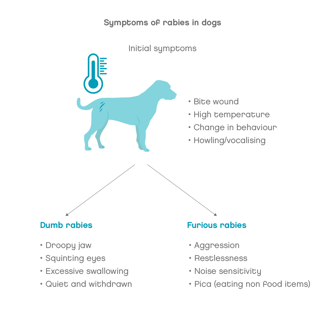 Rabies in dogs in Dogs | Symptoms & Treatment | Joii Pet Care