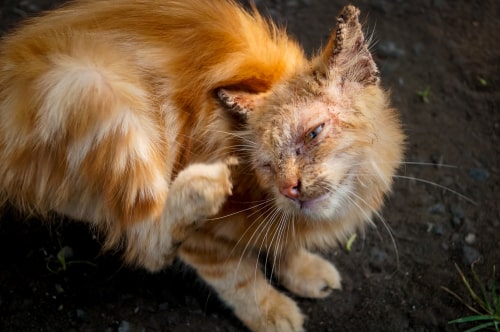 Home remedies for outlet cat itching