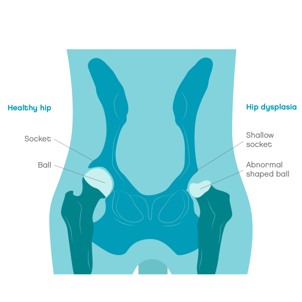 Hip dysplasia in dogs | Joii Pet Care