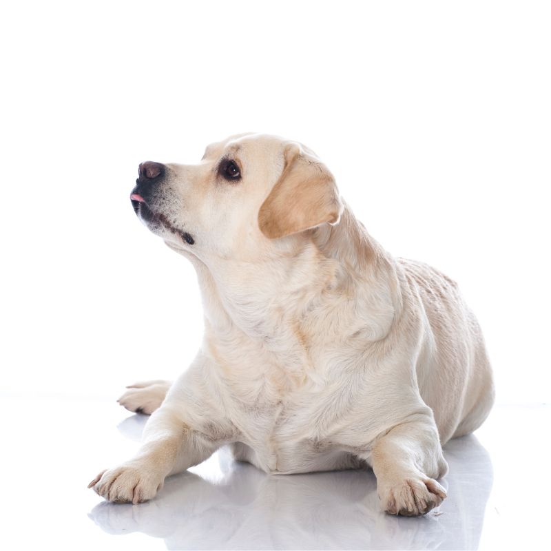 Fever and store lethargy in dogs