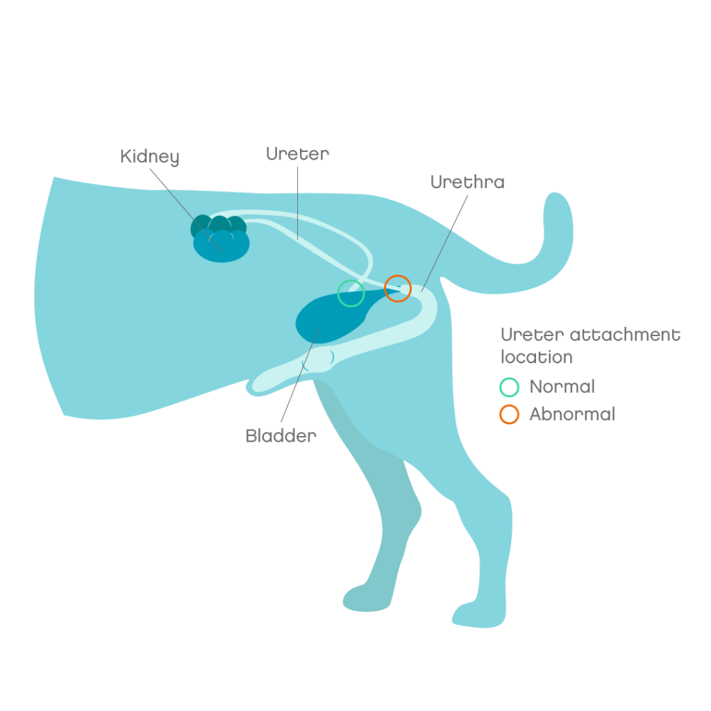 What Causes Urinary Incontinence In Puppies