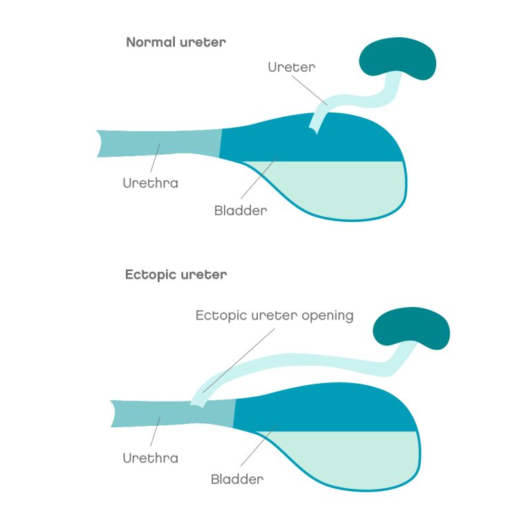 urinary-incontinence-in-dogs-joii-pet-care