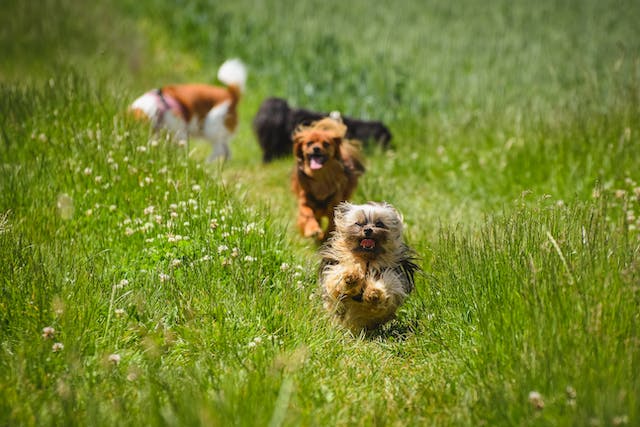 happy dogs