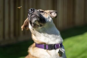 bee and wasp stings in dogs