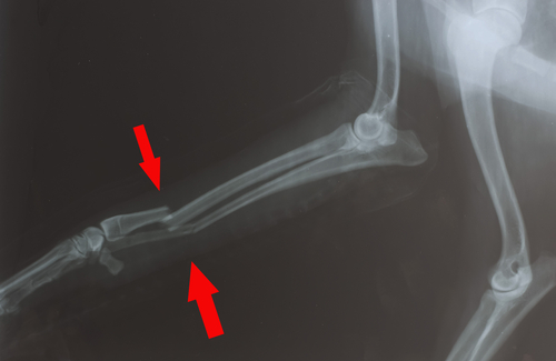 Dog broken bone best sale