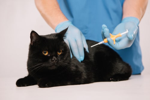 Microchipping Cats – what you need to know
