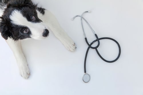6 things your vet is looking for in a clinical exam and why they’re important 