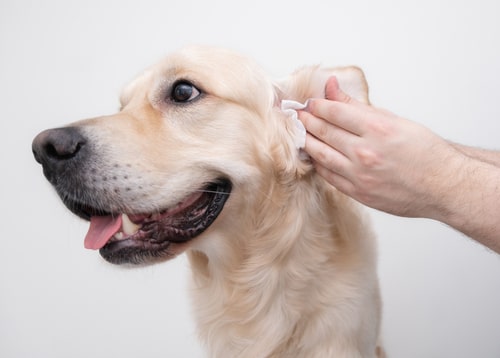 how to clean your dog's ears