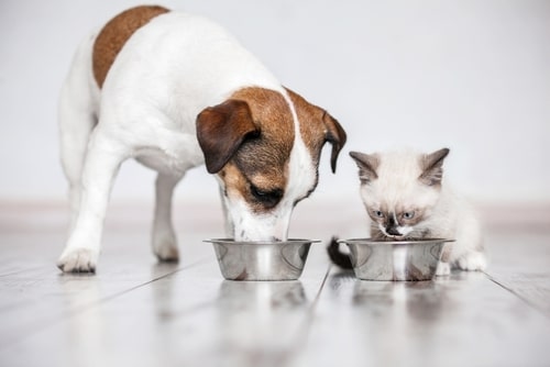 The Benefits of Mixed Feeding for Your Pets
