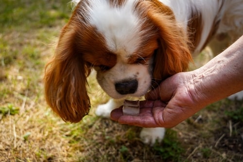 Can Dogs Eat Ice?