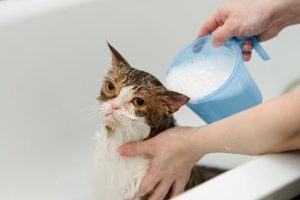 How to give your cat a bath