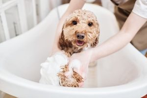 How to give your dog a bath