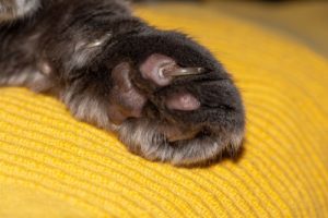 Chewing paws in cats