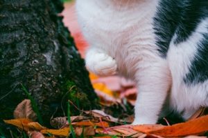 sprains and strains in cats