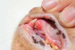 feline tooth resorption in cats