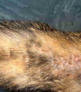 miliary dermatitis in cats