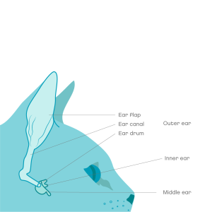 Middle and inner ear infections in cats