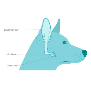 middle and inner ear infections in dogs