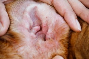 Ear infections in dogs