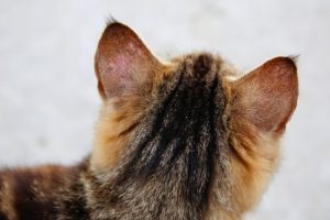 Ear lumps in cats