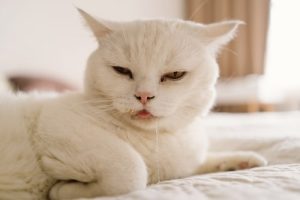 Adverse drug reaction in cats