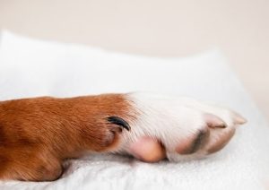 Torn nails in dogs