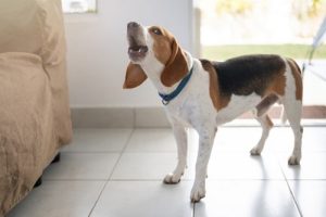 Behaviour problems in dogs